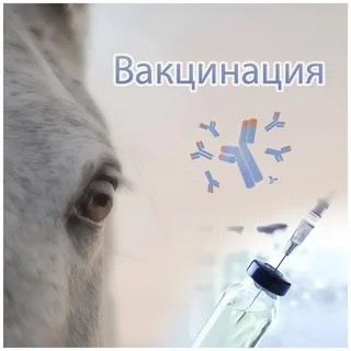 Внимание! Вакцинация КРС..