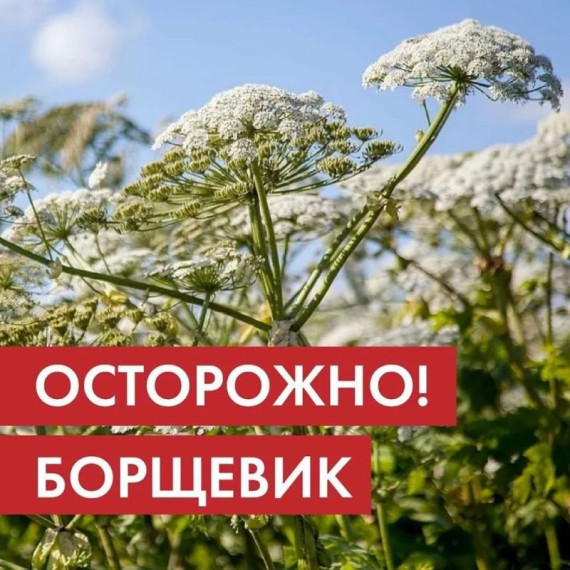 Осторожно!!! БОРЩЕВИК!!!. Осторожно!!! БОРЩЕВИК!!!.